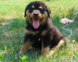 pure breed pup Picture