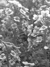 white flowers