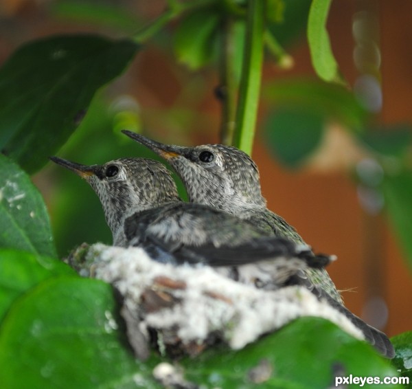 Almost Ready to Fly