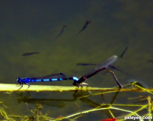 At the pond