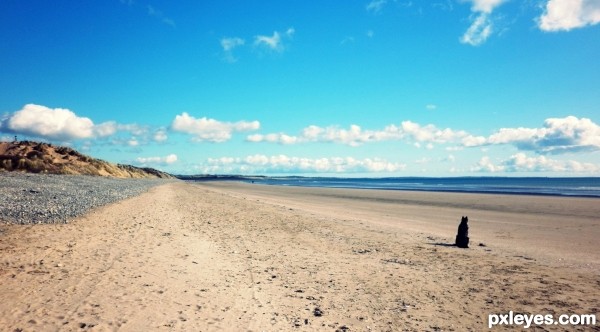 Dog on the Beach