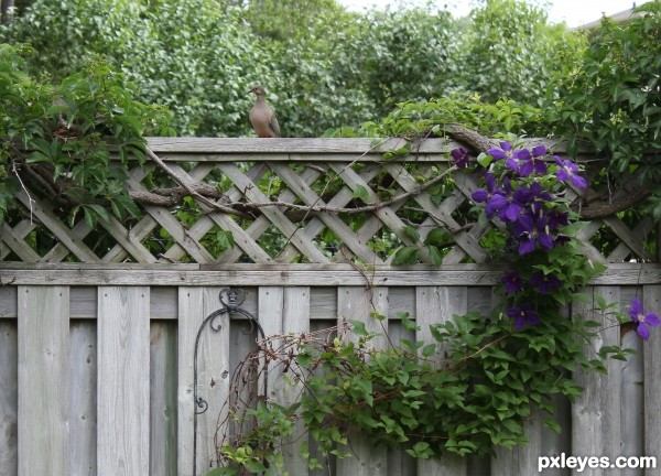 Love Birds sitting on the fence