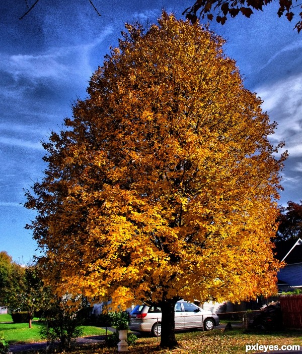 Fall tree