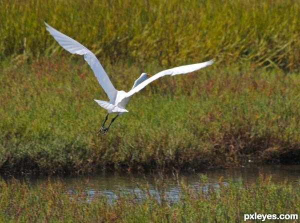 Great Egret