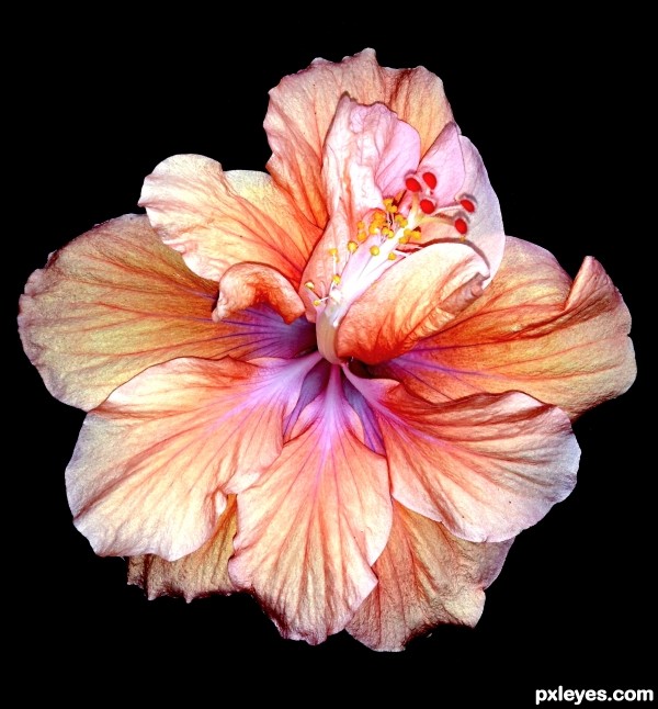 Hibiscus In Light 