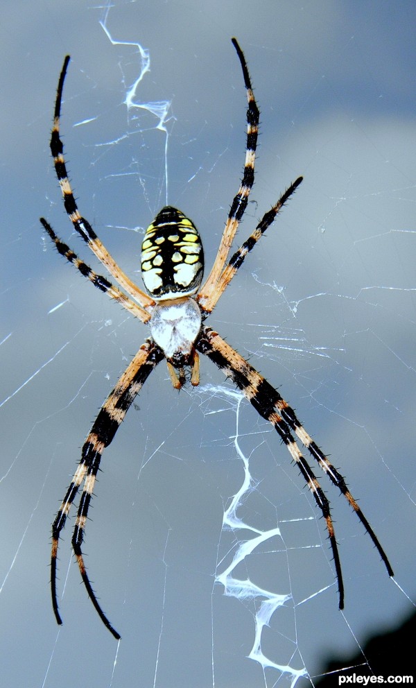 Lightning Spider