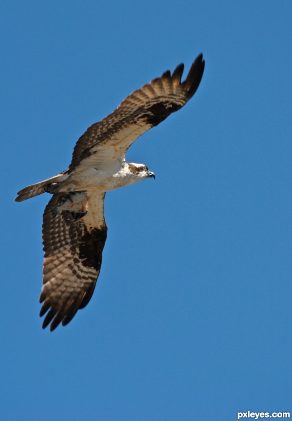 Lunch Time For the Osprey