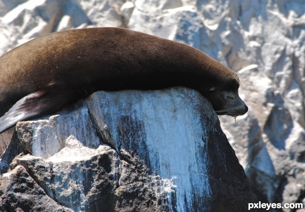 Snoring Seal