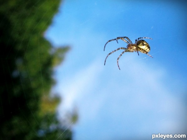 Spider on a Web