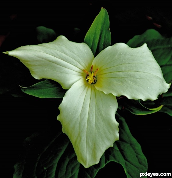 Trillium