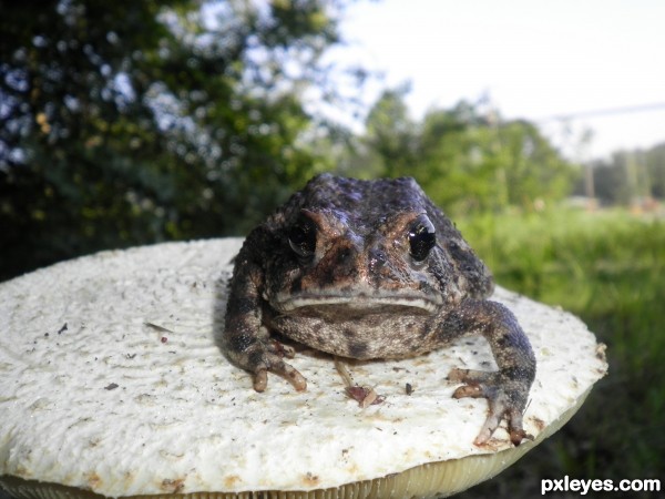 toad on his stool