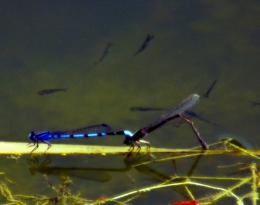 At the pond