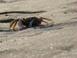 Crab on Sparkling Sand