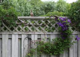 LoveBirdssittingonthefence