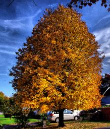 Fall tree