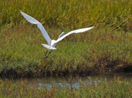 Great Egret