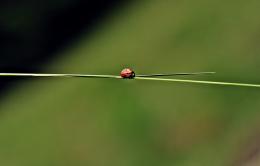 Ladybug