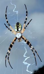 LightningSpider