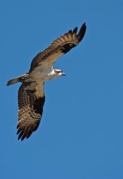 LunchTimeFortheOsprey