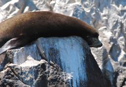 Snoring Seal