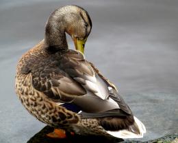 The Duck