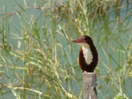 TheKingFisher