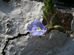 Tiny flower Picture