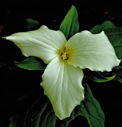 Trillium