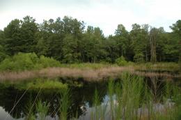 Water Reflections