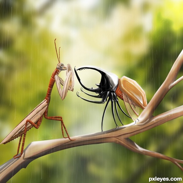 Insect war