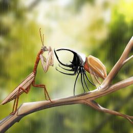 Insect war Picture