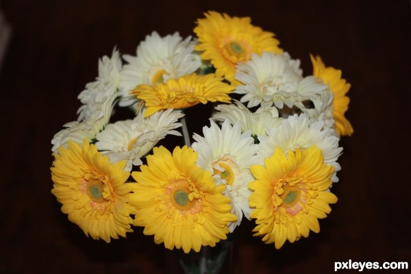 Gerbera Daisies