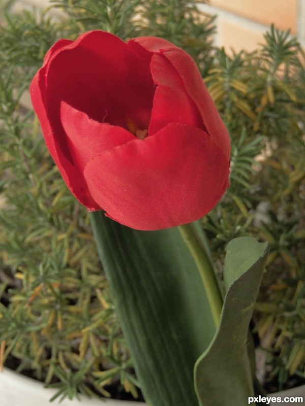 Red tulip