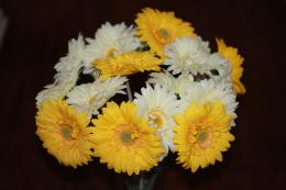 Gerbera Daisies