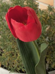 Redtulip