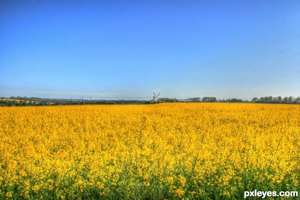 Rape In Flower