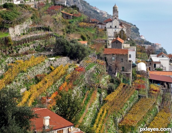 Terraced vineyards