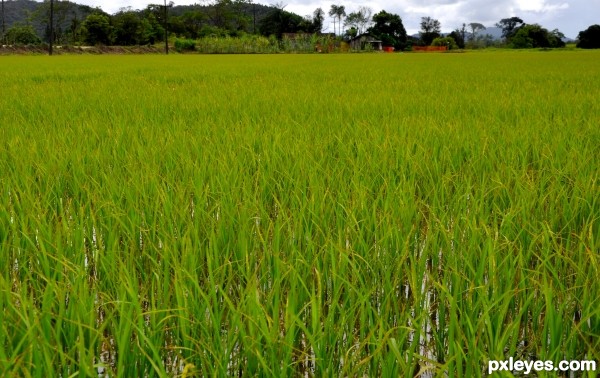 Rice field