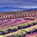 artistic crops 2 photography contest