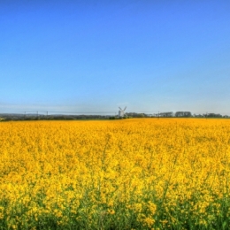 RapeInFlower