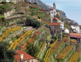 Terraced vineyards
