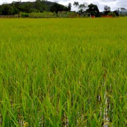 Ricefield