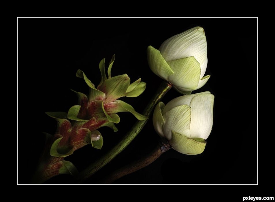 Art of Folding the Lotus Flower