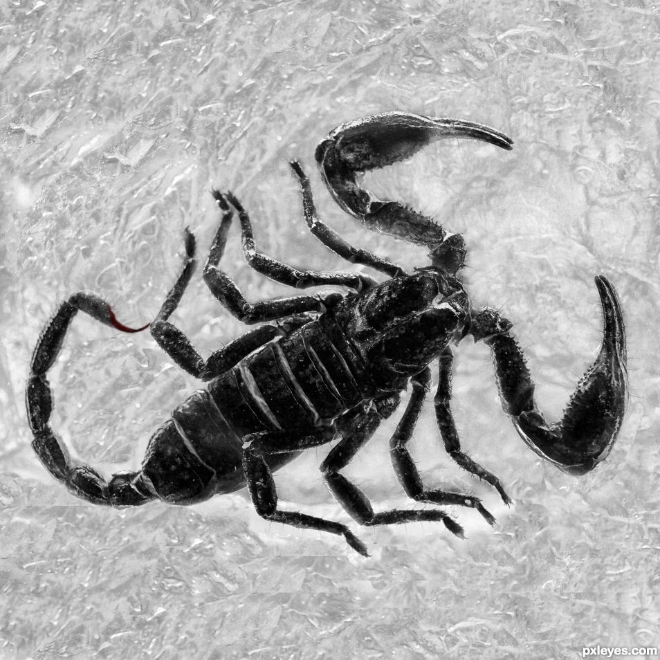 Scorpion in Plastic