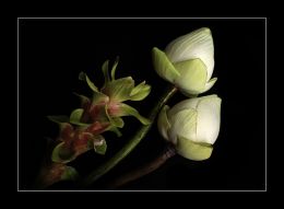 Art of Folding the Lotus Flower