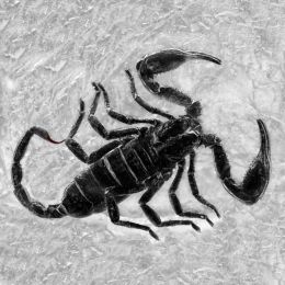 ScorpioninPlastic