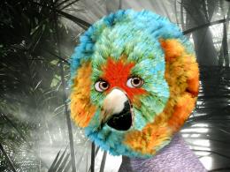 ParrotGirl