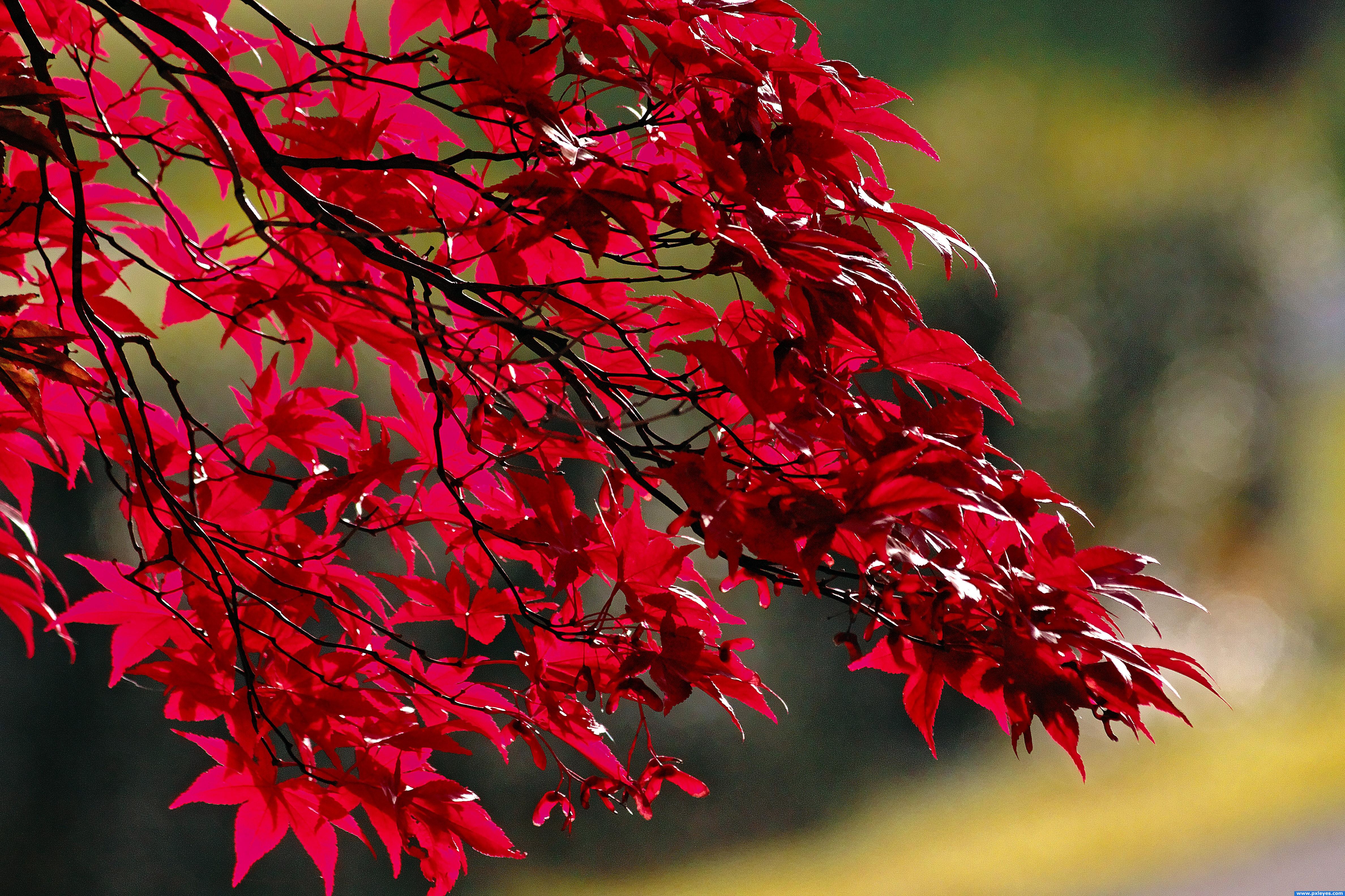 red maple tree