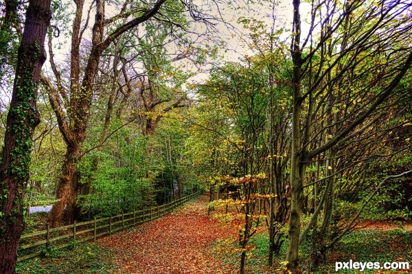 An Autumn Walk