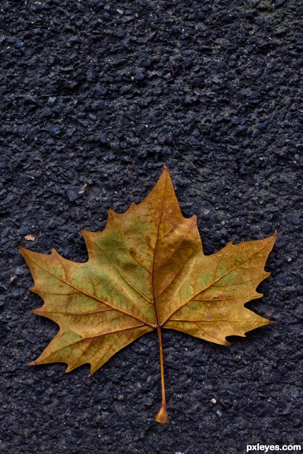 Autumn Leaf